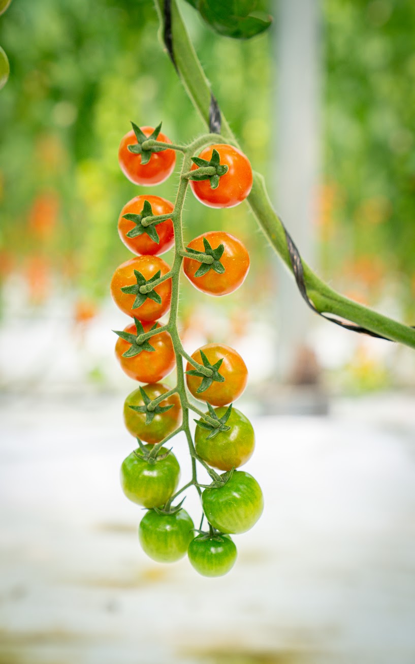 Tomates cherry en rama dentro de un invernadero